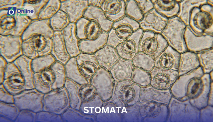 Lesson 03: Role of Stomata and Palisade Tissue in Gas Exchange